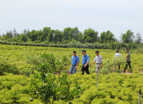 Học viên đi thăm mô hình trồng cây đinh lăng và nuôi cá trạch của Đinh Văn Thuận – đoàn viên chi đoàn xóm Nam Châu xã Hải Đông (Hải Hậu)
